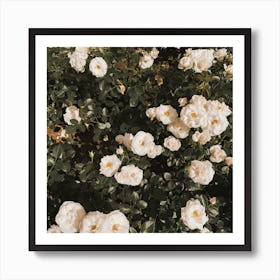 White Rose Bush Square Art Print