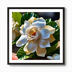 White Magnolia Flower Art Print