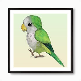 Very cute green quaker parrot Art Print