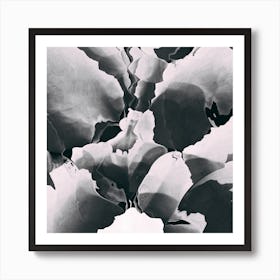 Blooming In Black And White Art Print