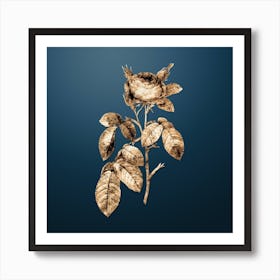 Gold Botanical Red Gallic Rose on Dusk Blue n.1010 Art Print