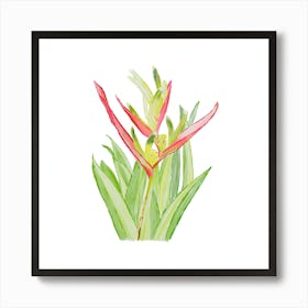 Vibrant pink and green Heliconia Tropical Flower and leaves in Watercolor faded Art Print