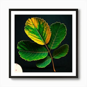 Acacia leaf Art Print