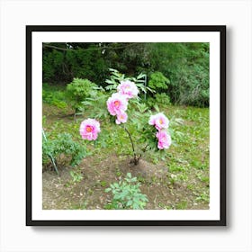 Peony Tree In Japan Art Print