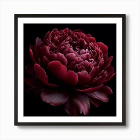 Dark Red Peony on Black Background Art Print