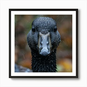 Black Geese In The Rain Art Print