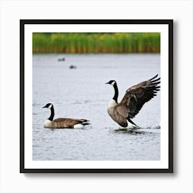 Canadian Geese 22 Art Print