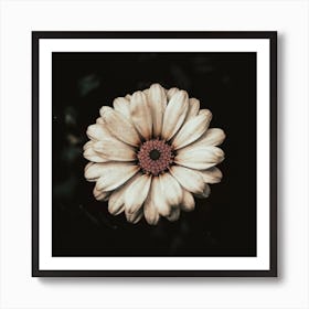 Daisy Canvas Print Art Print