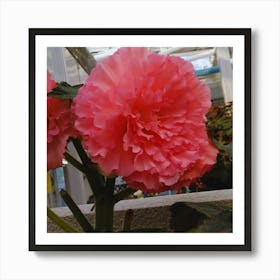 Pink Geranium Art Print