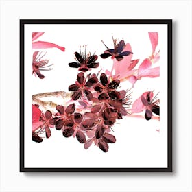 Cherry Blossoms Art Print