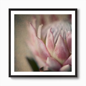 Protea Still 1 Art Print