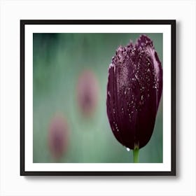 Black Tulip In The Rain Art Print