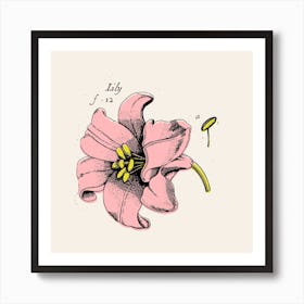 Lily Art Print