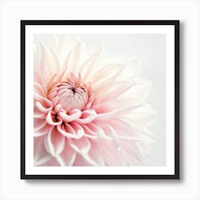 Pink Dahlia Flower Art Print