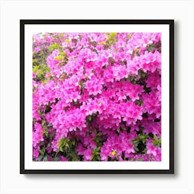 Azaleas 8 Art Print