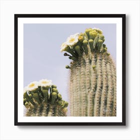 White Saguaro Flowers Art Print