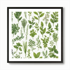 Kitchen Herbs Art Print 0 Art Print