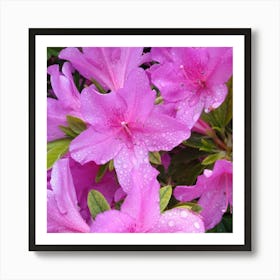 Pink Azaleas 26 Art Print