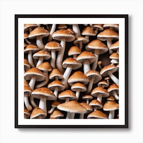 Many Mushrooms In The Forest Poster