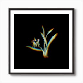 Prism Shift Clamshell Orchid Botanical Illustration on Black Art Print