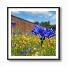 Blue Cornflowers in field | Nature Photography Art Print Art Print