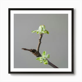 Spring Buds On A Branch Art Print