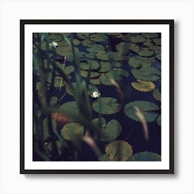 The Dreams Of The Lillies Moody Nature Square Art Print