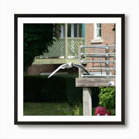 Seagull Flying Art Print