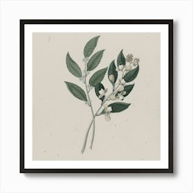 Syzygium Art Print