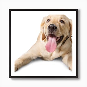 Labrador Retriever Art Print