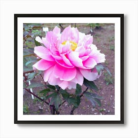 Peony in Japan 15 Art Print