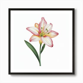 Pink Lily Art Print