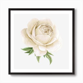 White Peony flower Art Print