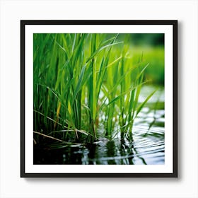 Grass Plant Reed Green Background Nature Closeup Garden Flora Growth Leaf Summer Spring (4) Art Print