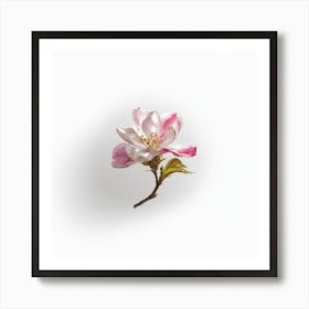 Apple Blossom Art Print