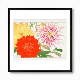 Dahlias Art Print