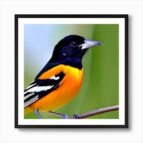 Orioles 1 Art Print