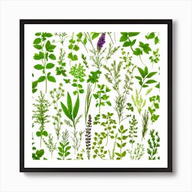 Herb Collection Art Print