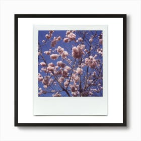 Polaroid Cherry Blossom 07 Art Print