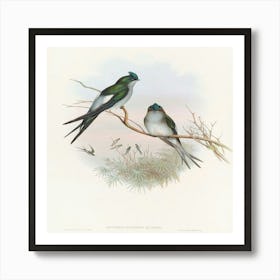 Swallows Art Print