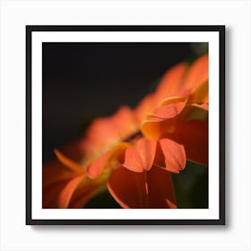 Orange Petals Poster