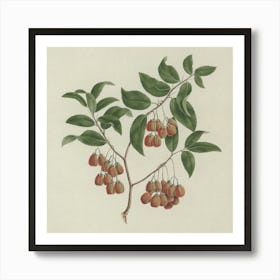 Maytenus Arguta (Loes.) N. Robson, Luigi Balugani Art Print