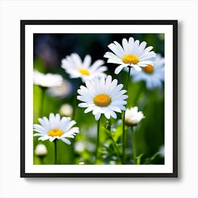 White Daisies Close Up Flowers Petals Nature Bloom Flora Botanical Spring Blossom Garden Art Print