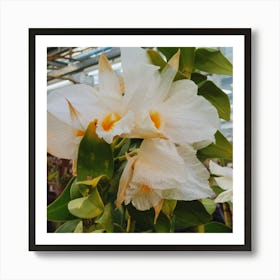 White Orchids In A Greenhouse 1 Art Print