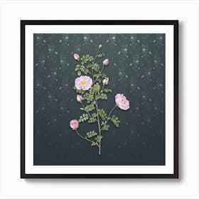 Vintage Pink Scotch Briar Rose Botanical on Slate Gray Pattern n.0190 Art Print