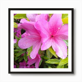 Pink Azaleas 41 Art Print