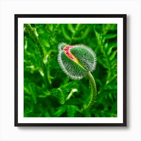 Poppy Flower Art Print