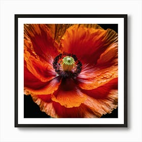 Ethereal poppy flower 3 Art Print