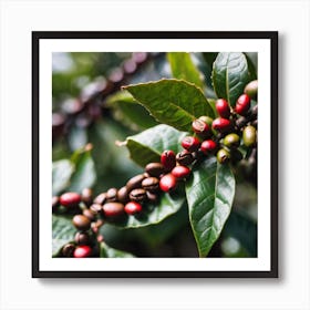 Coffee Berries Art Print