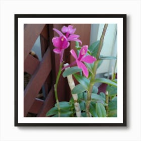 Pink Orchids 5 Art Print